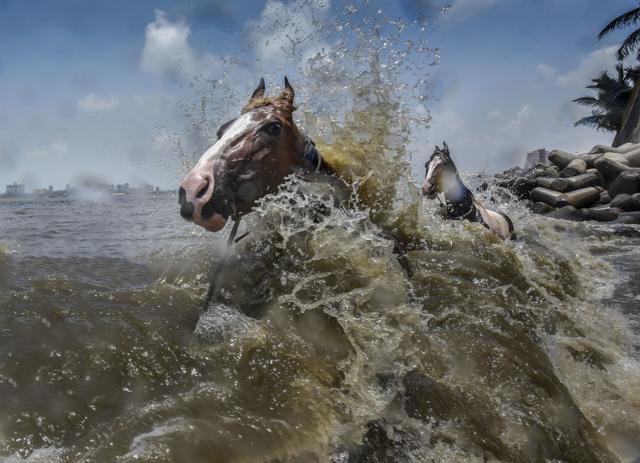 Dadar beach in Mumbai becomes a spot where horses cool down on a hot summer day. (Kunal Patil/ HT Photo)