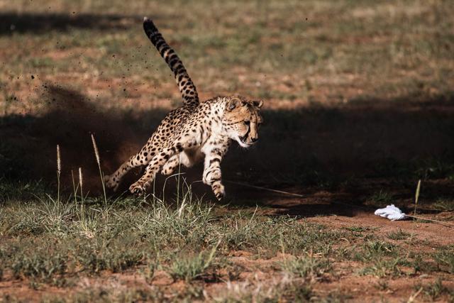 A captive cheetah performs a mock run, to keep up with the hunting instinct, in an enclosure at the Cheetah Conservation Fund in Otjiwarongo, Namibia. (AFP File Photo) A captive cheetah performs a mock run, to keep up with the hunting instinct, in an enclosure at the Cheetah Conservation Fund in Otjiwarongo, Namibia. (AFP File Photo)