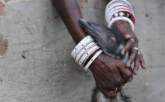 Residents of Saperon Ki Dhaani (snake charmers’ village) near Jaipur adopted this emu after it strayed in and was chased by stray dogs. They have a name for their pet: ‘pakshi-janwar’ or bird-animal. (Himanshu Vyas/ HT Photo) Residents of Saperon Ki Dhaani (snake charmers’ village) near Jaipur adopted this emu after it strayed in and was chased by stray dogs. They have a name for their pet: ‘pakshi-janwar’ or bird-animal. (Himanshu Vyas/ HT Photo)