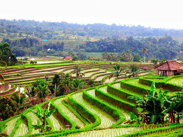 Ubud, Bali (Istock) Ubud, Bali (Istock)
