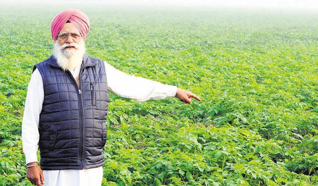 Punjab farmer Nek Singh complains that vegetable growers like him have been hit by demonetisation as the value of their yield has fallen. (Bharat Bhushan/HT Photo)