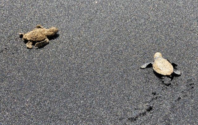 Watch turtles hatch on Boa Vista island. (Istock) Watch turtles hatch on Boa Vista island. (Istock)