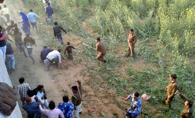 The leopard, an adult male, had strayed into the mustard fields in the village. (HT Photo) The leopard, an adult male, had strayed into the mustard fields in the village. (HT Photo)