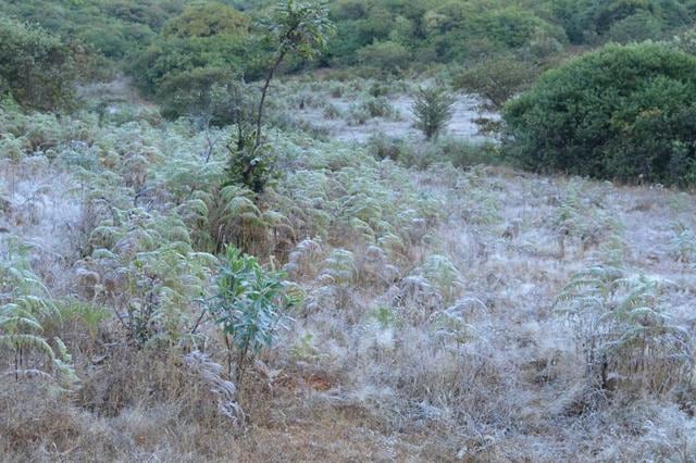 A field with frozen dew drops in Mahabaleshwar. (HT Photo) A field with frozen dew drops in Mahabaleshwar. (HT Photo)