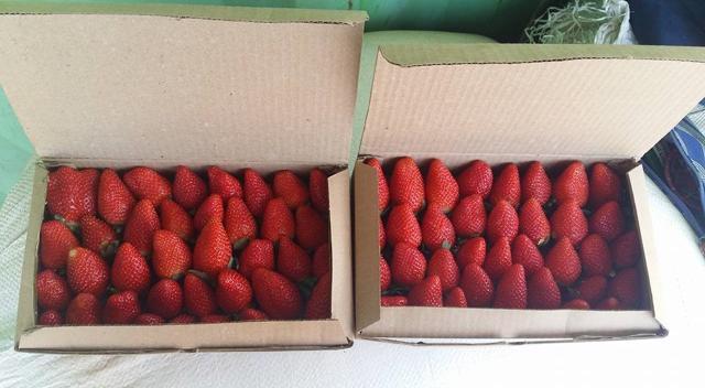 Strawberries from Chili’s Organics (Photo courtesy: Chili’s Organics ) Strawberries from Chili’s Organics (Photo courtesy: Chili’s Organics )