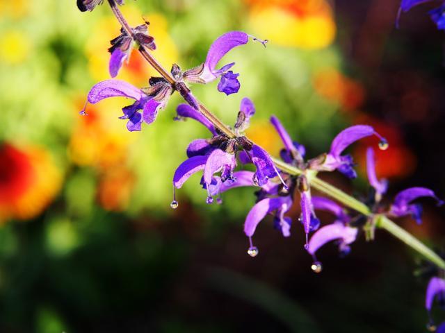 Clary sage oil is great for oily and frizzy hair. (Shutterstock) Clary sage oil is great for oily and frizzy hair. (Shutterstock)