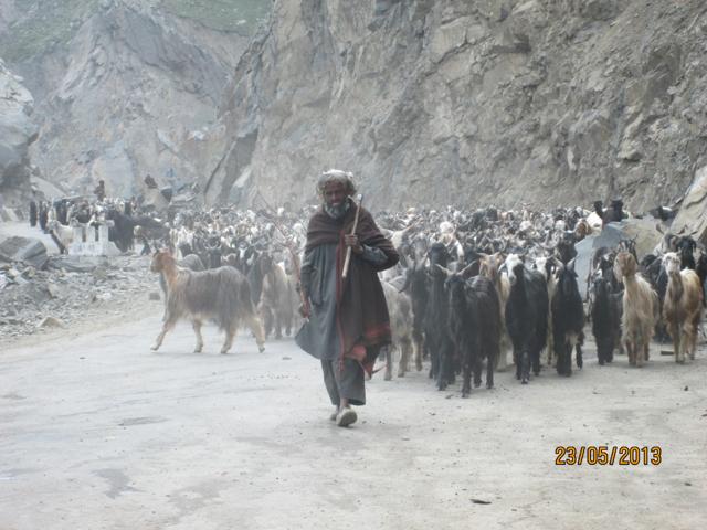 A shepherd on the Mughal Road. (Sabir Hussain/HT Photo) A shepherd on the Mughal Road. (Sabir Hussain/HT Photo)