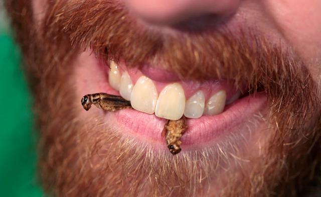Robert Allen, co-founder of Texas-based Little Herds, a non-profit founded to educate the public on the benefits of insects for food and feed, holds edible freeze-dried crickets between his teeth during a ‘Eating Insects Detroit: Exploring the Culture of Insects as Food and Feed’ conference. (REUTERS)