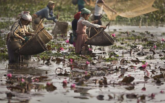 Tribals participate in community fishing as part of Bhogali Bihu celebrations in Panbari village, some 50 kilometers (31 miles) east of Guwahati. (AP Photo) Tribals participate in community fishing as part of Bhogali Bihu celebrations in Panbari village, some 50 kilometers (31 miles) east of Guwahati. (AP Photo)