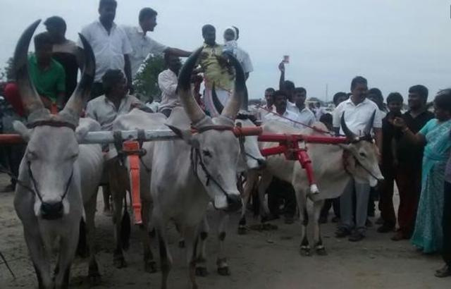 Rekla (ox-cart) race organised in Coimbatore, state minister SP Velumani flags off the event. (Twitter/ANI_News)
