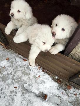 Three puppies stay close to each other at the Hotel Rigopiano, near Farindola, central Italy. (AP Photo) Three puppies stay close to each other at the Hotel Rigopiano, near Farindola, central Italy. (AP Photo)