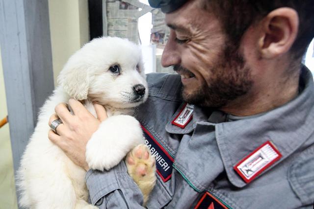 A Carabinieri officer officer holds one of three puppies that were found alive in the rubble of the avalanche-hit Hotel Rigopiano, near Farindola. (AP Photo) A Carabinieri officer officer holds one of three puppies that were found alive in the rubble of the avalanche-hit Hotel Rigopiano, near Farindola. (AP Photo)