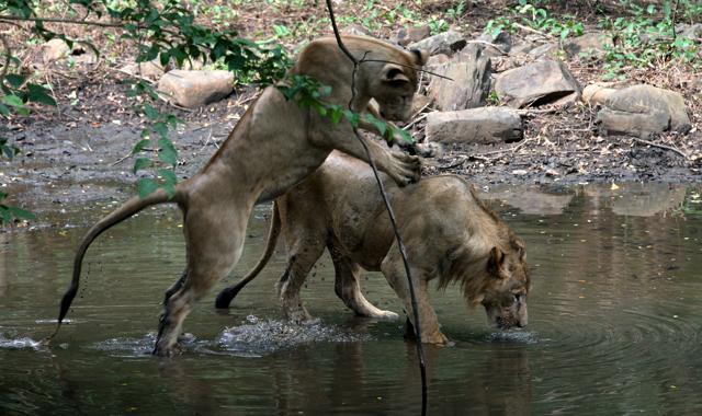 Jespa and Gopa, the two lions at the SGNP lion safari (File) Jespa and Gopa, the two lions at the SGNP lion safari (File)