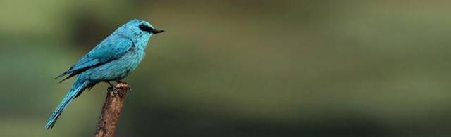 Pangot is remarkable for its rich wildlife. (Pangot.com)
