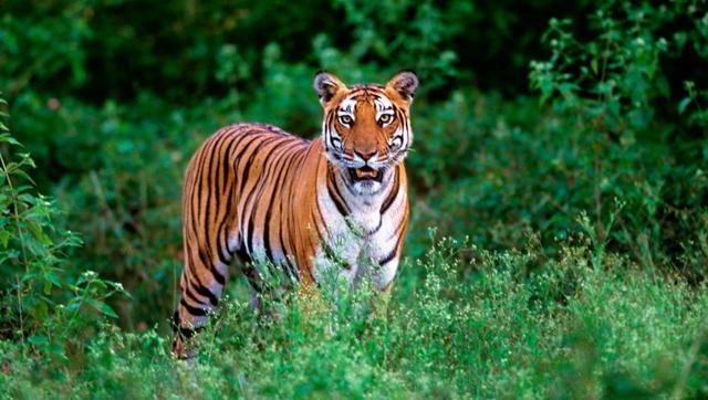 Nature is a gift in Kabini. (Orangecounty.in) Nature is a gift in Kabini. (Orangecounty.in)