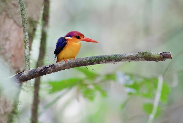 Rich in wildlife, you will get to see three-toed Kingfisher at Karnala. (Shutterstock) Rich in wildlife, you will get to see three-toed Kingfisher at Karnala. (Shutterstock)