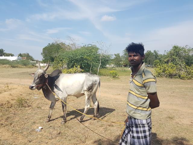 Prakash with his bull. Prakash learned his trade from his father, who raised may champion Jallikattu bulls. (Aditya Iyer/HT Photo) Prakash with his bull. Prakash learned his trade from his father, who raised may champion Jallikattu bulls. (Aditya Iyer/HT Photo)