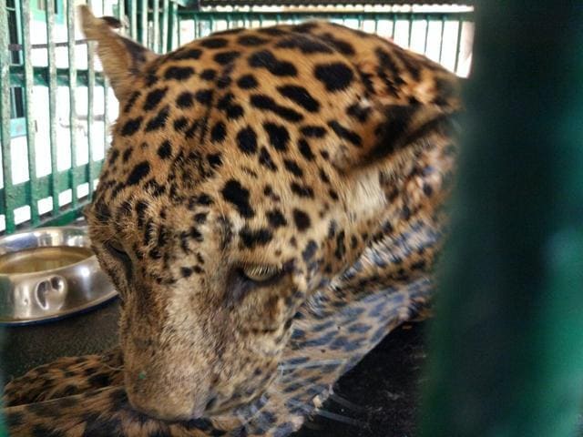 Krishna had been abandoned by her mother at a sugarcane field near Pen in Raigad district as a cub. (HT Photo) Krishna had been abandoned by her mother at a sugarcane field near Pen in Raigad district as a cub. (HT Photo)
