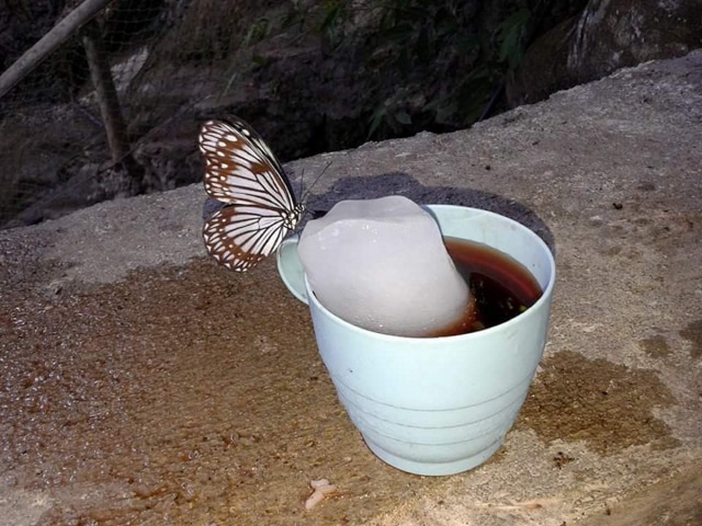 A butterfly that appears similar to the Siren species (Nymphalids) sips ice from a cup of coke in Hoshiarpur; and (right) a Common nawab butterfly sipping Kingfisher beer in the Shivalik foothills behind Chandigarh. (PHOTOS: NAVDEEP SINGH ) A butterfly that appears similar to the Siren species (Nymphalids) sips ice from a cup of coke in Hoshiarpur; and (right) a Common nawab butterfly sipping Kingfisher beer in the Shivalik foothills behind Chandigarh. (PHOTOS: NAVDEEP SINGH )
