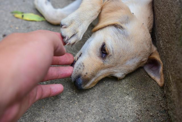 Is it safe to let your dog lick your face? Here's what vets say - Hindustan  Times