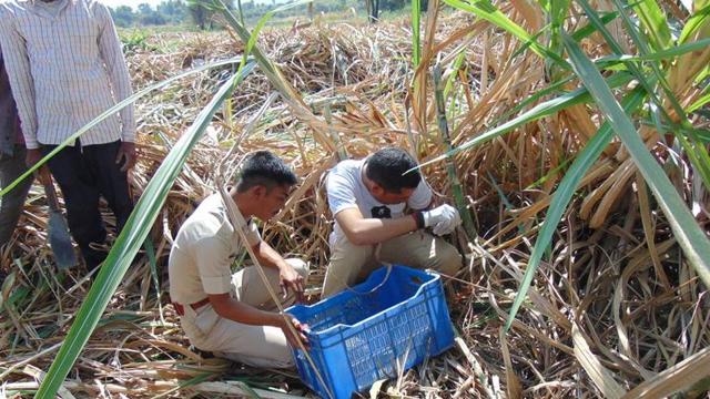 Forest officials rescue the cubs. (Wildlife SOS) Forest officials rescue the cubs. (Wildlife SOS)