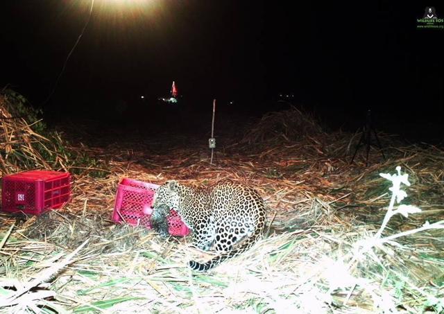 The leopard came looking for the cubs, picked them up by the scruffs and carried them off. (Wildlife SOS) The leopard came looking for the cubs, picked them up by the scruffs and carried them off. (Wildlife SOS)