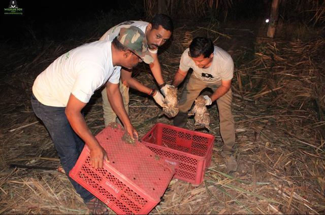Officials put the cubs in baskets and place them where the mother was last seen. (Wildlife SOS)