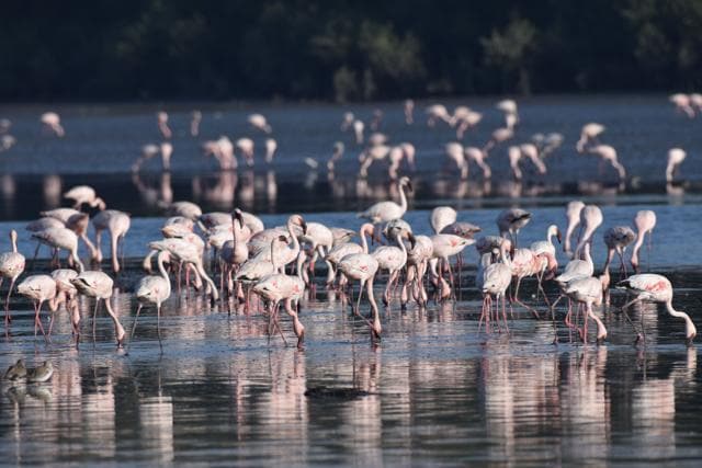 Flamingo Watch. (Photo courtesy: RAJEEV RAJU. ) Flamingo Watch. (Photo courtesy: RAJEEV RAJU. )