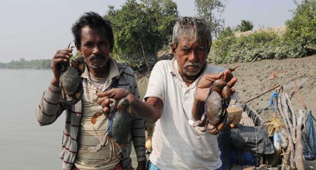 Villagers catching crabs in the Sunderbans.These villagers often stray into interiors without permit and fall prey to tigers and crocodiles. (Subhankar Chakraborty/HT Photo) Villagers catching crabs in the Sunderbans.These villagers often stray into interiors without permit and fall prey to tigers and crocodiles. (Subhankar Chakraborty/HT Photo)