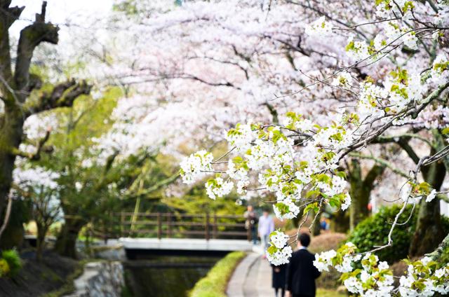A flowery boulevard in Kyoto, Japan. (Shutterstock) A flowery boulevard in Kyoto, Japan. (Shutterstock)