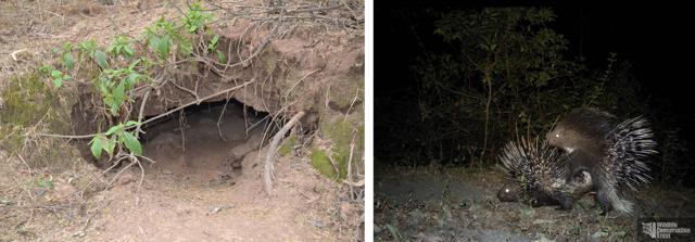 A burrow of porcupines in the jungles of Sukhna lake; and (right) a camera trap image of mating porcupines. (PHOTOS: VIKRAM JIT SINGH / ADITYA JOSHI (WILDLIFE CONSERVATION TRUST)) A burrow of porcupines in the jungles of Sukhna lake; and (right) a camera trap image of mating porcupines. (PHOTOS: VIKRAM JIT SINGH / ADITYA JOSHI (WILDLIFE CONSERVATION TRUST))