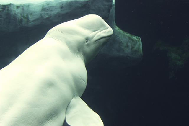 Beluga whales in Russia’s White Sea. (Istock) Beluga whales in Russia’s White Sea. (Istock)