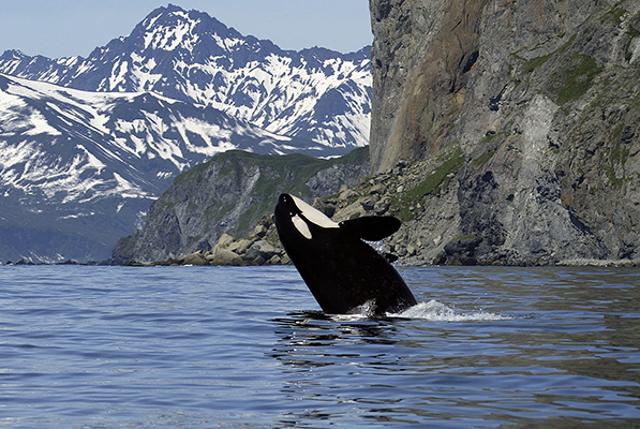 Orcas in the Lofoten Islands, Norway. (Istock) Orcas in the Lofoten Islands, Norway. (Istock)