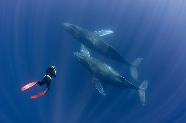 8 diving destinations for a spectacular experience with marine species ...