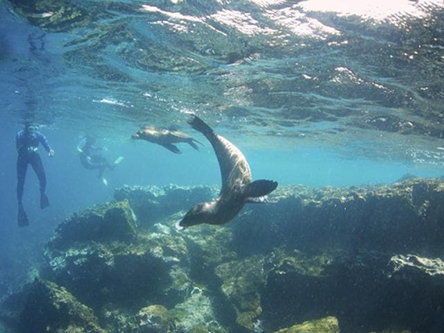 Diving with sea lions in the Galapagos Islands. (Istock) Diving with sea lions in the Galapagos Islands. (Istock)