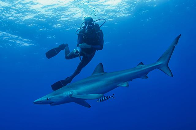 Diving with the blue shark in the Azores, Portugal. (Istock) Diving with the blue shark in the Azores, Portugal. (Istock)