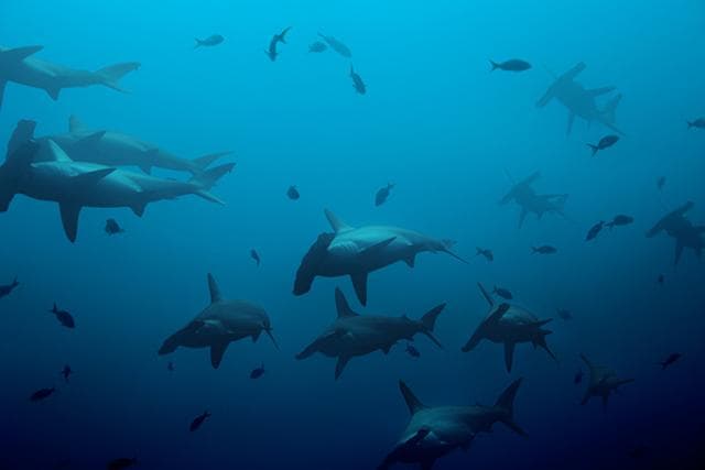 Hammerhead sharks in French Polynesia. (Istock) Hammerhead sharks in French Polynesia. (Istock)