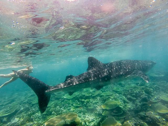 Whale sharks in the Maldives. (Istock) Whale sharks in the Maldives. (Istock)