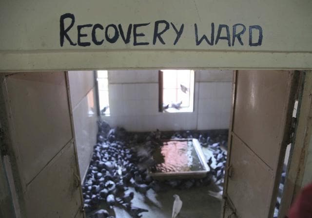 The recovery ward of birds where they are kept after treatment at the Bird Hospital in Jaipur. (Himanshu Vyas/HT Photo) The recovery ward of birds where they are kept after treatment at the Bird Hospital in Jaipur. (Himanshu Vyas/HT Photo)