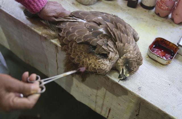 An eagle injured by the manja gets treatment. The coated thread, sharp as a razor’s edge, has become an inseparable component of the festival of kites celebrated on Makar Sankranti. (Himanshu Vyas/HT Photo) An eagle injured by the manja gets treatment. The coated thread, sharp as a razor’s edge, has become an inseparable component of the festival of kites celebrated on Makar Sankranti. (Himanshu Vyas/HT Photo)