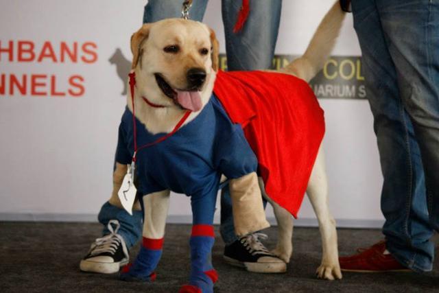A pet poses on the ramp during the pet fashion show in previous year’s edition of the fair. A pet poses on the ramp during the pet fashion show in previous year’s edition of the fair.