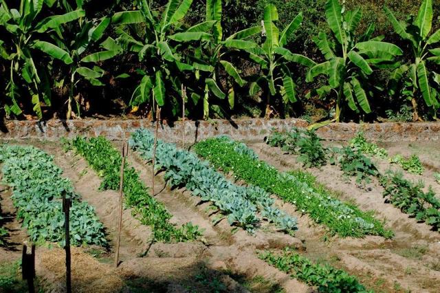 Reviving Family Farms. Reviving Family Farms.