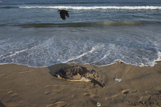 A dead olive ridley turtle on the Besant Nagar Beach coastline in Chennai. Many turtles have reportedly been found dead on the coastline post the oil spill but lack of post mortem makes it difficult to assert the cause of their death. (Saumya Khandelwal/HT PHOTO)