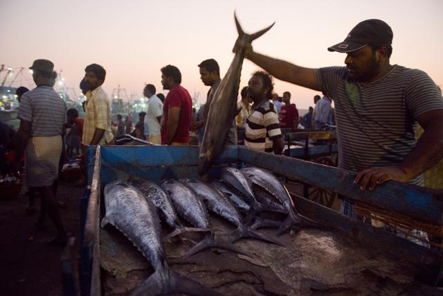 Business continues as usual for big fisherman who go deep into the sea for fishing and are thus not affected by the oil spills substantially at Kasimedu beach in Chennai. (Saumya Khandelwal/HT PHOTO)