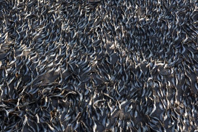 Fish left to dry at Kasimedu fish market in Chennai. Ever since the oil spill, the sale of fish have reportedly been strongly affected. (Saumya Khandelwal/HT PHOTO)