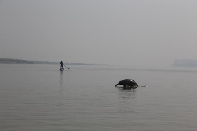A dolphin spotted around 50km from Allahabad in Uttar Pradesh by the Ganga SUP team. (Spike Reid) A dolphin spotted around 50km from Allahabad in Uttar Pradesh by the Ganga SUP team. (Spike Reid)