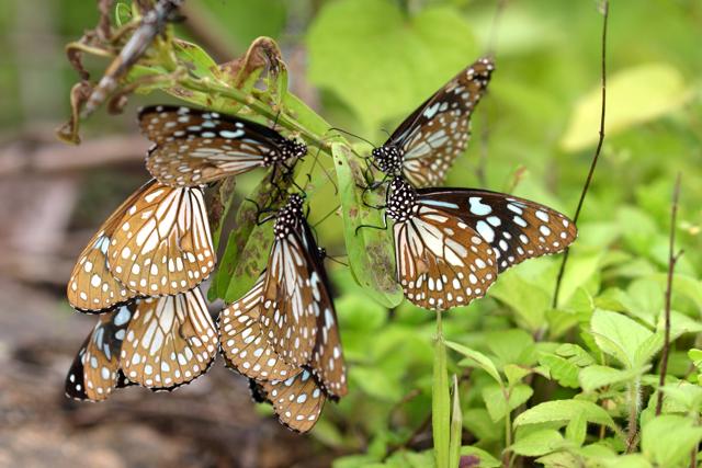 Seen here are male Blue Tiger (Tirumala limniace) butterflies feeding on the toxic Crotalaria plant. Such toxins are used as chemical defences. Males are known to pass on these toxins to females during mating through spermatophores, which are used by females to make their eggs unpalatable to some predators. (Krushnamegh Kunte) Seen here are male Blue Tiger (Tirumala limniace) butterflies feeding on the toxic Crotalaria plant. Such toxins are used as chemical defences. Males are known to pass on these toxins to females during mating through spermatophores, which are used by females to make their eggs unpalatable to some predators. (Krushnamegh Kunte)