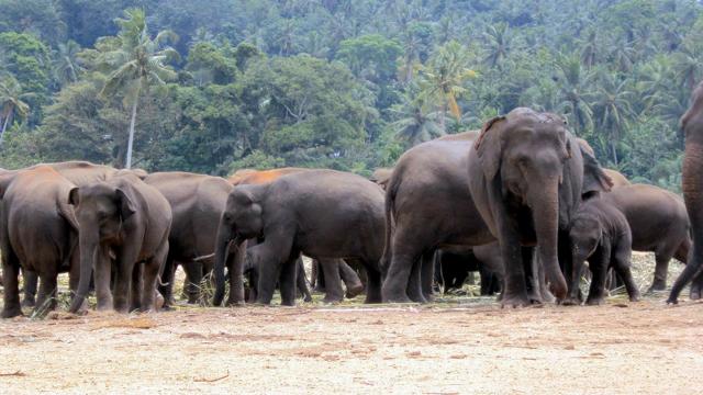 You can look, but you can’t touch: In some instances, male elephants have courted females for up to three years before finally winning them over. You can look, but you can’t touch: In some instances, male elephants have courted females for up to three years before finally winning them over.