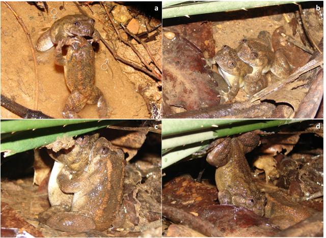 (Top left) A male and female Kumbara Night Frog stand on their hind legs and feel each other out before getting into amplexus. While mating, she performs a ‘handstand’ to deposit her eggs on a twig, then waits until her mate alights first (bottom right). (Dr KV Gururaja)