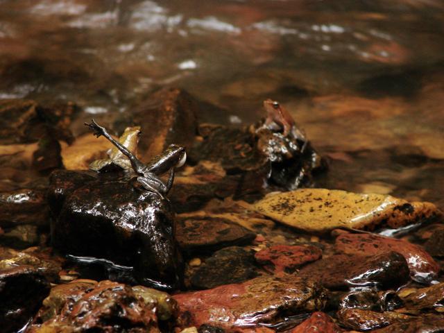 A male Kottigehara Dancing Frog (foreground) ‘foot-flags’ his opponent on the opposite rock. (Dr KV Gururaja)